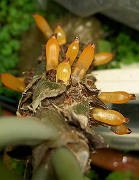 Myrmecodia echinata, seeds 1